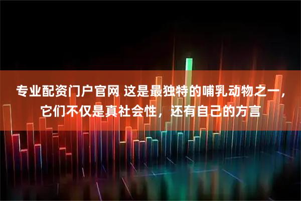 专业配资门户官网 这是最独特的哺乳动物之一，它们不仅是真社会性，还有自己的方言